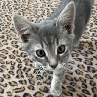 Enlarge Tootsie Pop, a Adoptable mixed breed in Sacramento, CA image 1/2