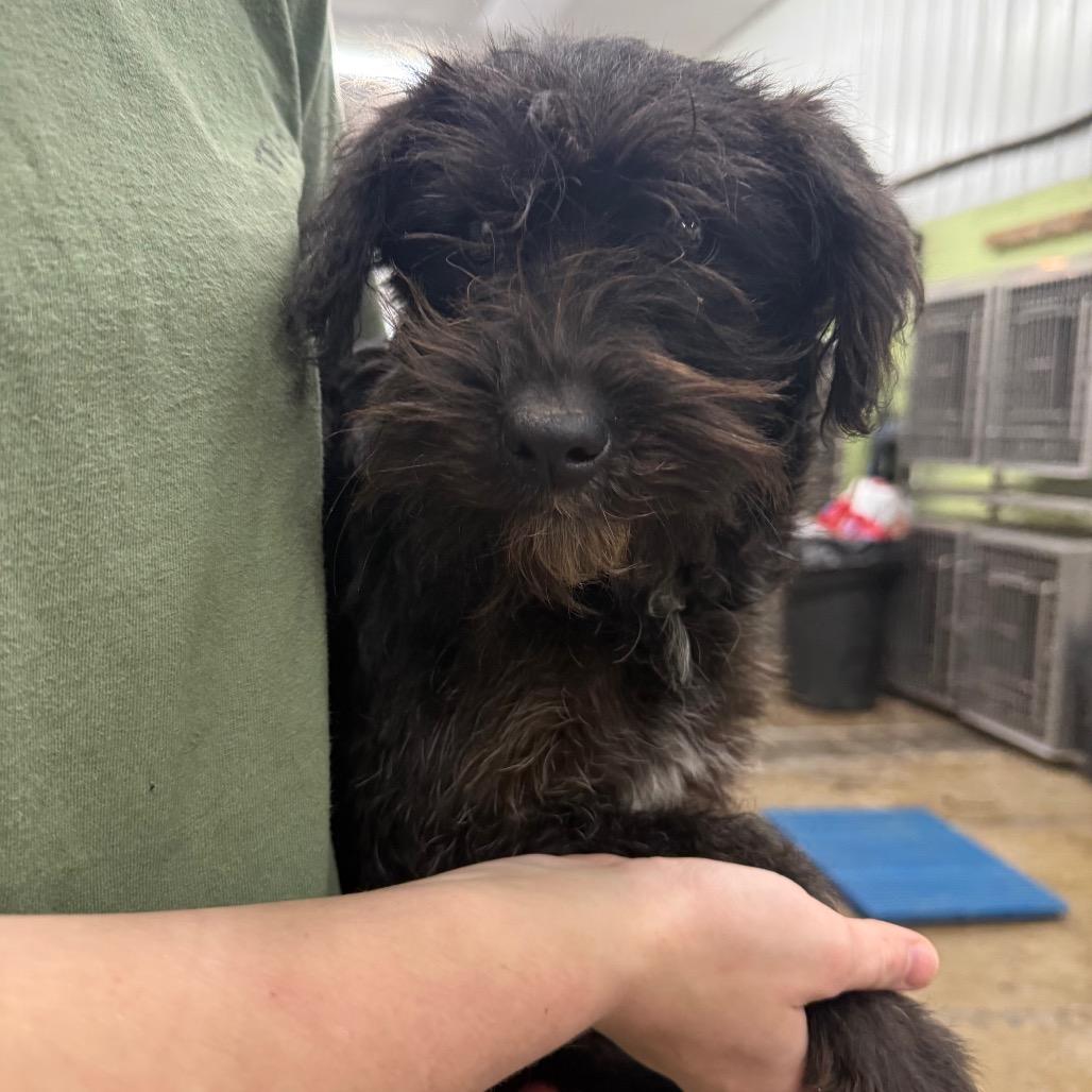 Shayla, Adoptable, Young Female Mixed Breed.