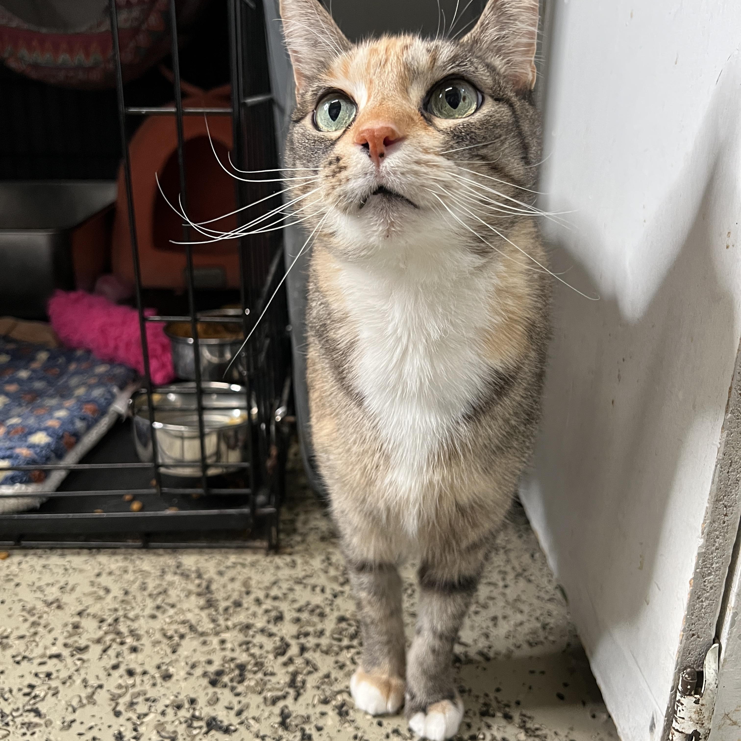 Enlarge Goo, a Adoptable mixed breed in Frankenmuth, MI image 5/6