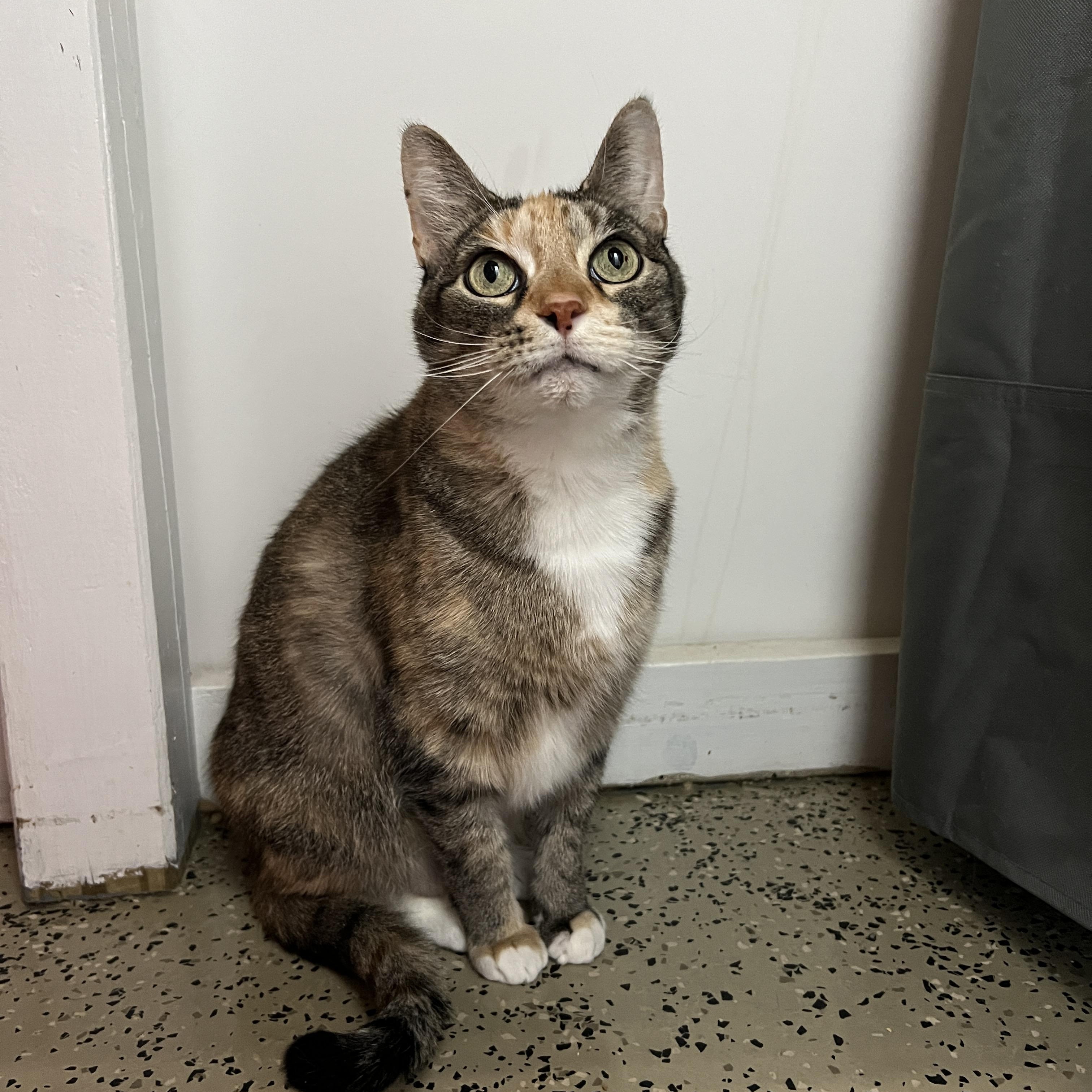 Enlarge Goo, a Adoptable mixed breed in Frankenmuth, MI image 6/6