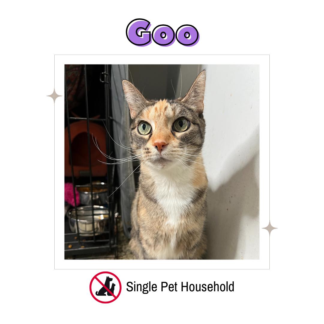 Goo, Adoptable, Senior Female Domestic Short Hair.