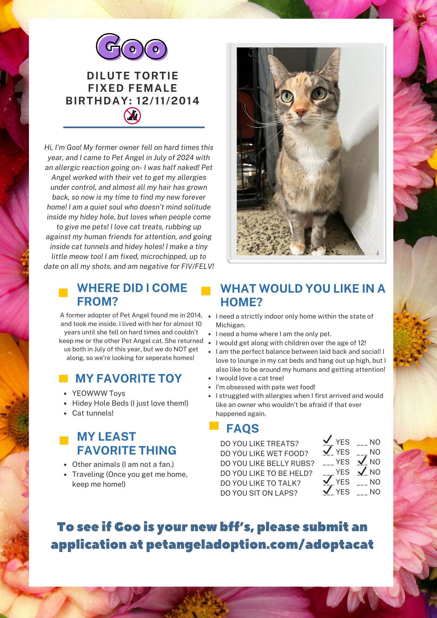 Enlarge Goo, a Adoptable mixed breed in Frankenmuth, MI image 3/6