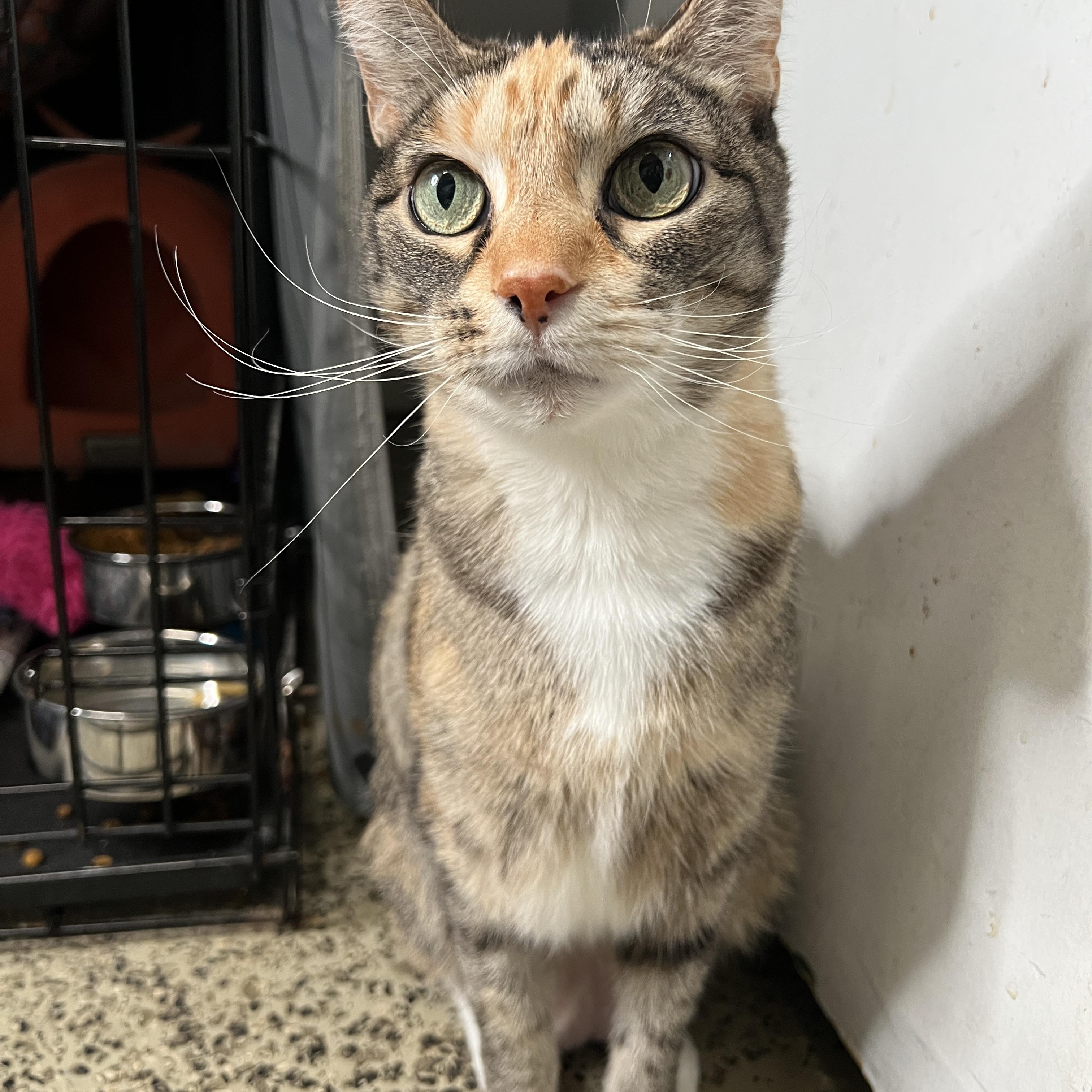 Enlarge Goo, a Adoptable mixed breed in Frankenmuth, MI image 4/6