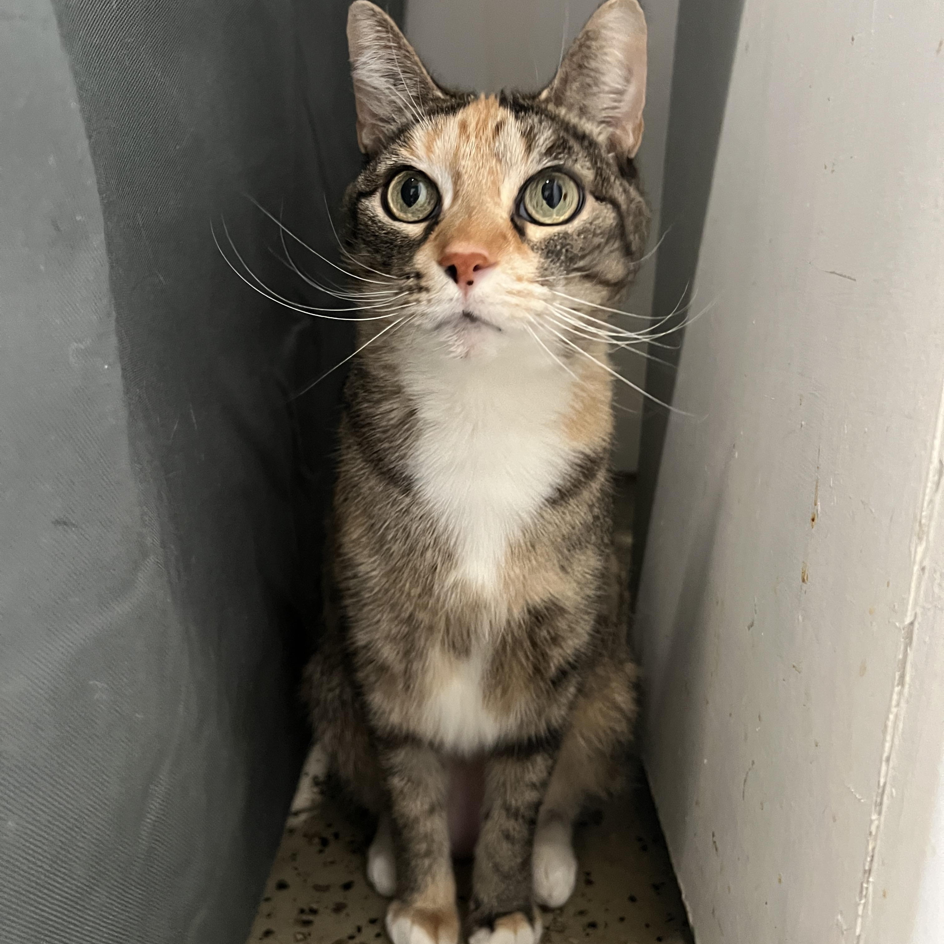 Enlarge Goo, a Adoptable mixed breed in Frankenmuth, MI image 2/6