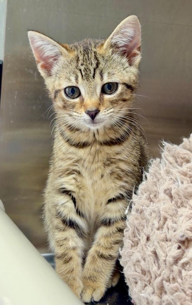 Mercury, Adoptable, Kitten Female Domestic Short Hair.