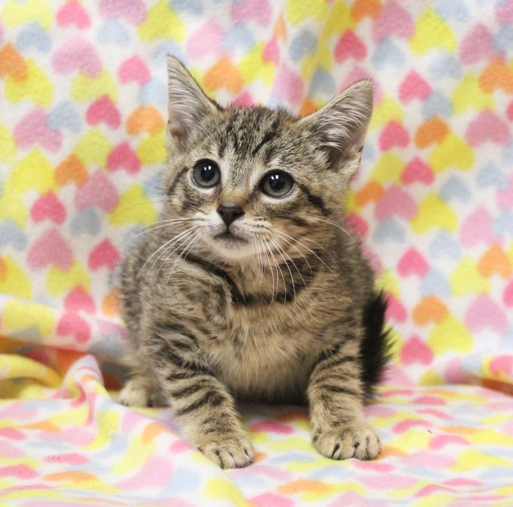Mercury, a Adoptable mixed breed in Clinton, SC image 2/3