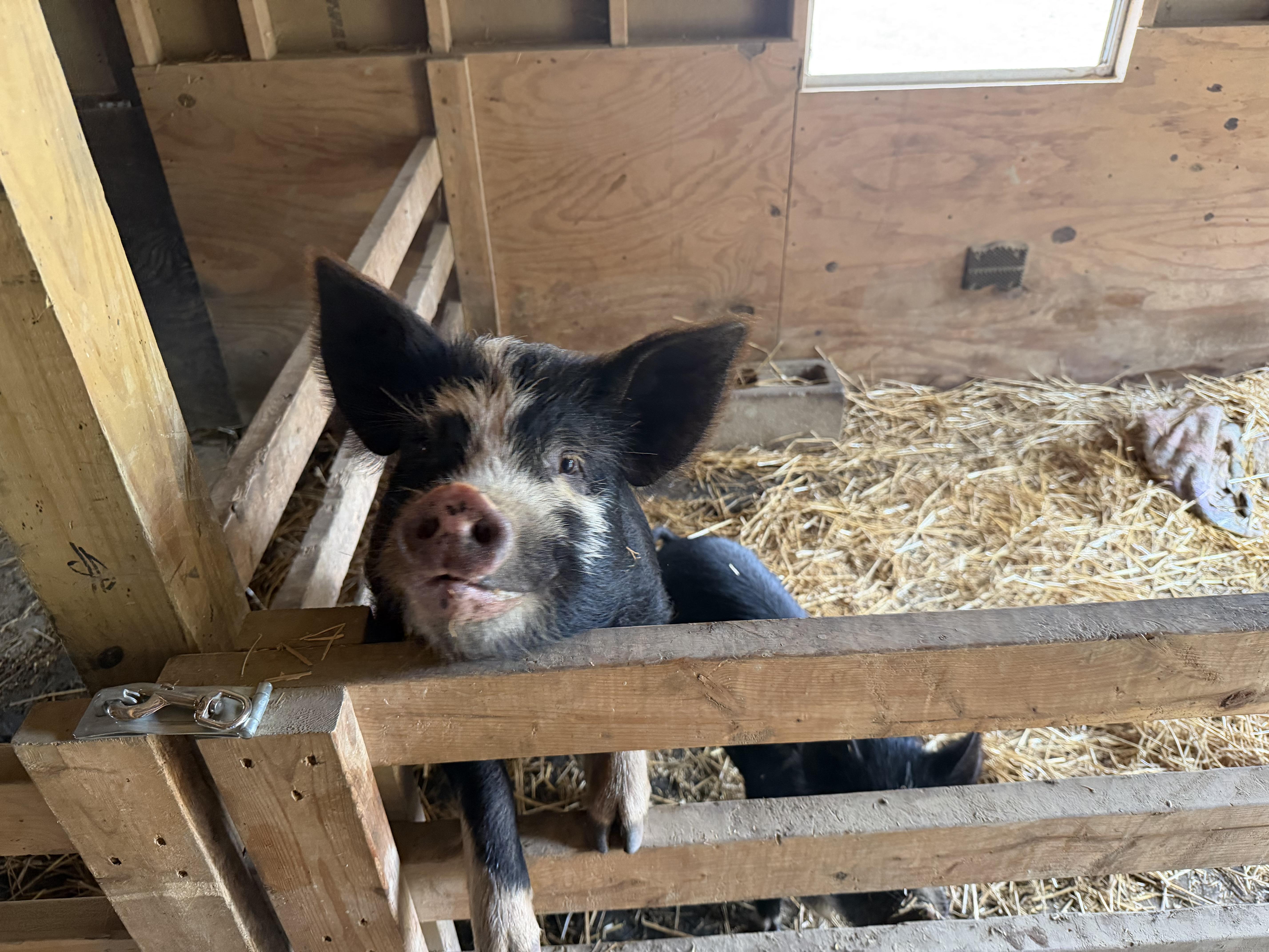 Dorothy, Adoptable, Young Female Pig.