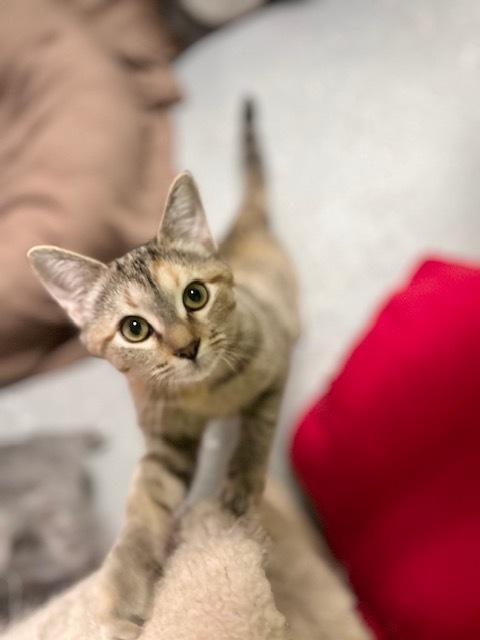Aphra, Adoptable, Kitten Female Domestic Short Hair.