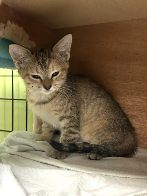 Enlarge Aphra, a Adoptable Domestic Short Hair in Muskegon, MI image 2/4