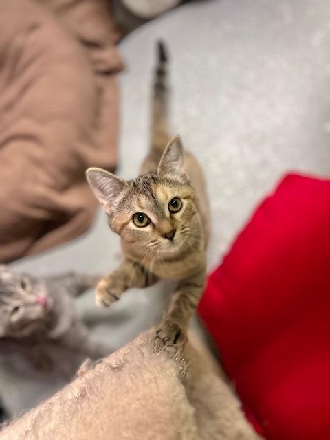 Enlarge Aphra, a Adoptable Domestic Short Hair in Muskegon, MI image 3/4