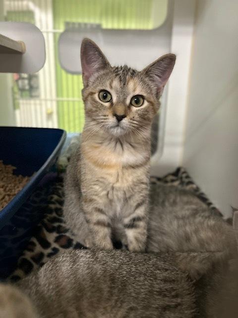 Enlarge Aphra, a Adoptable Domestic Short Hair in Muskegon, MI image 4/4