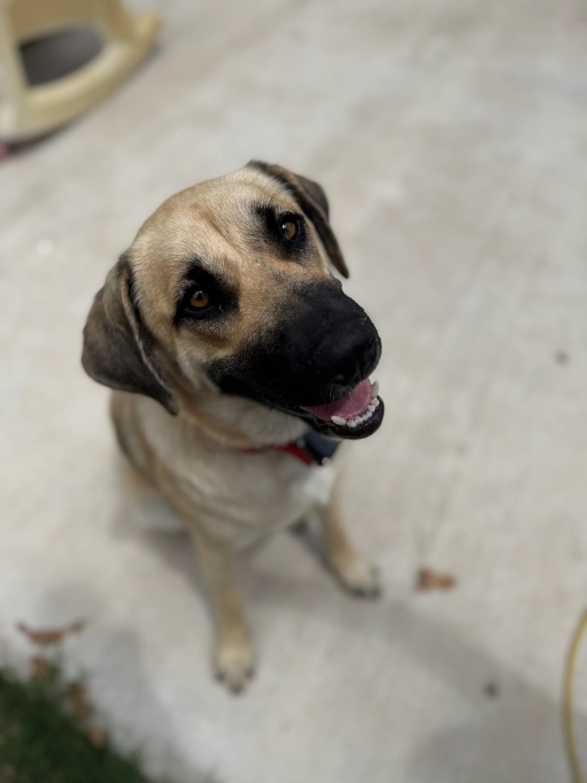 Enlarge Lainey, an adopted Anatolian Shepherd in White Settlement, TX image 1/4