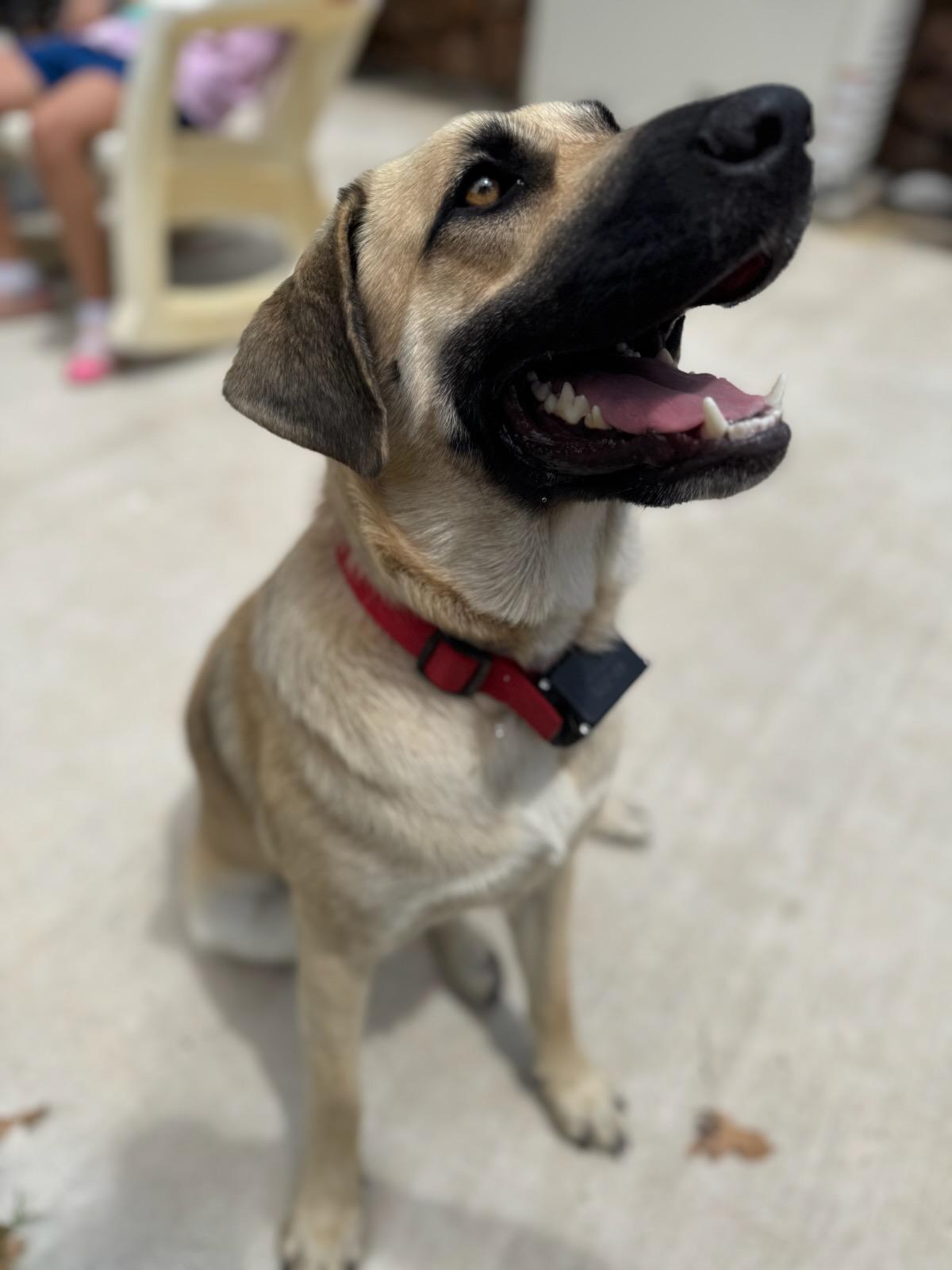 Enlarge Lainey, an adopted Anatolian Shepherd in White Settlement, TX image 2/4