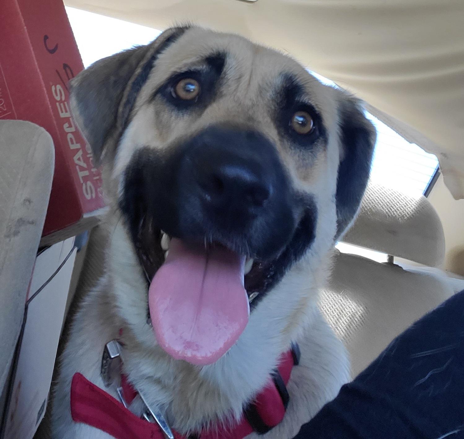 Enlarge Lainey, an adopted Anatolian Shepherd in White Settlement, TX image 3/4