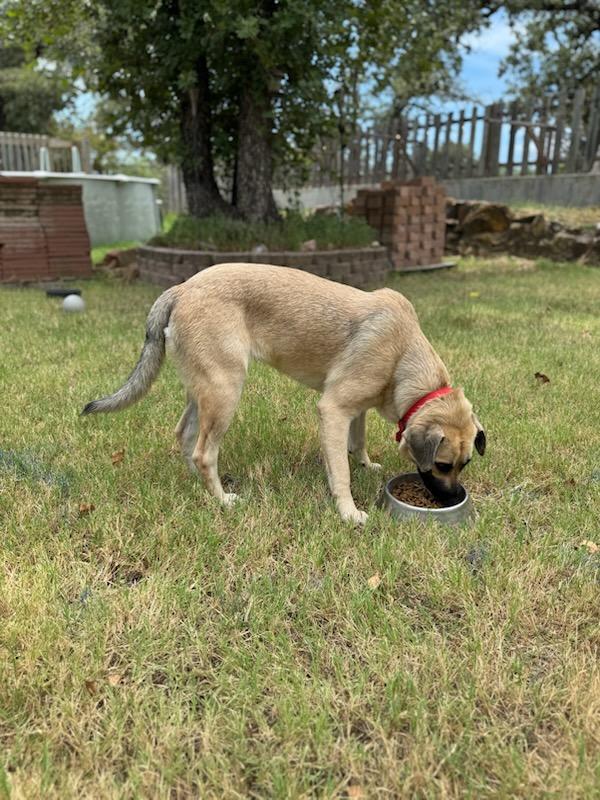 Enlarge Lainey, an adopted Anatolian Shepherd in White Settlement, TX image 4/4