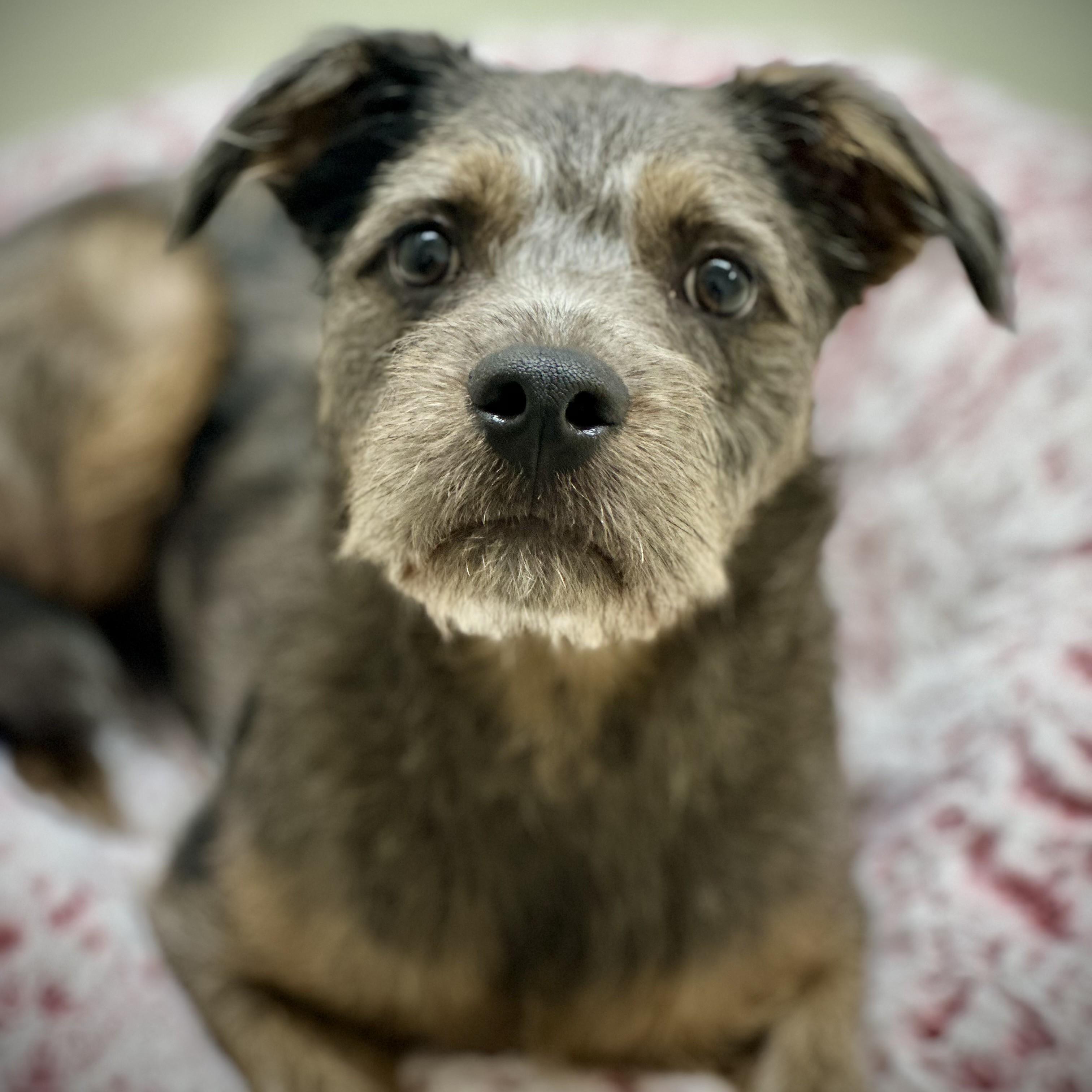 Enlarge Louis- 52356, an adopted mixed breed in Columbia, MD image 1/1