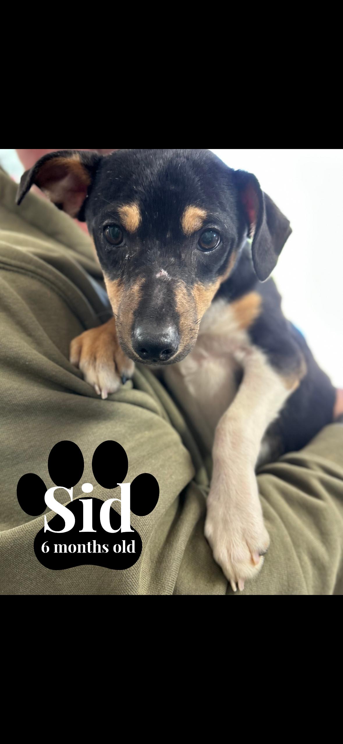Sid, Adoptable, Puppy Male Chihuahua.