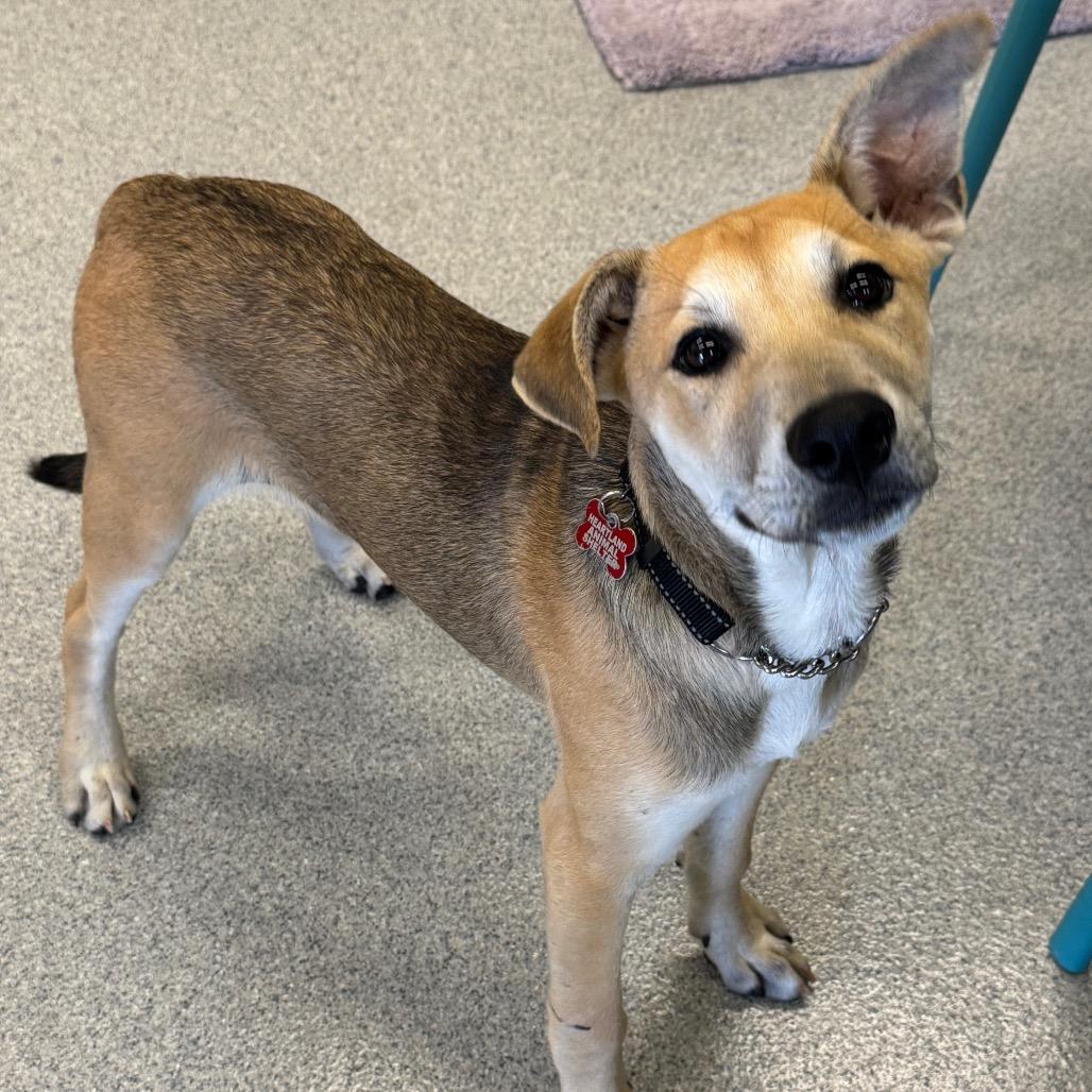 Barnes, Adoptable, Young Male Mixed Breed.
