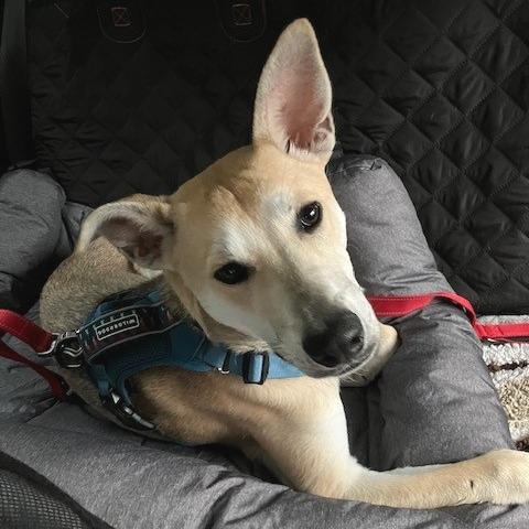 Barnes, a Adoptable Mixed Breed in Wheeling, IL image 2/5