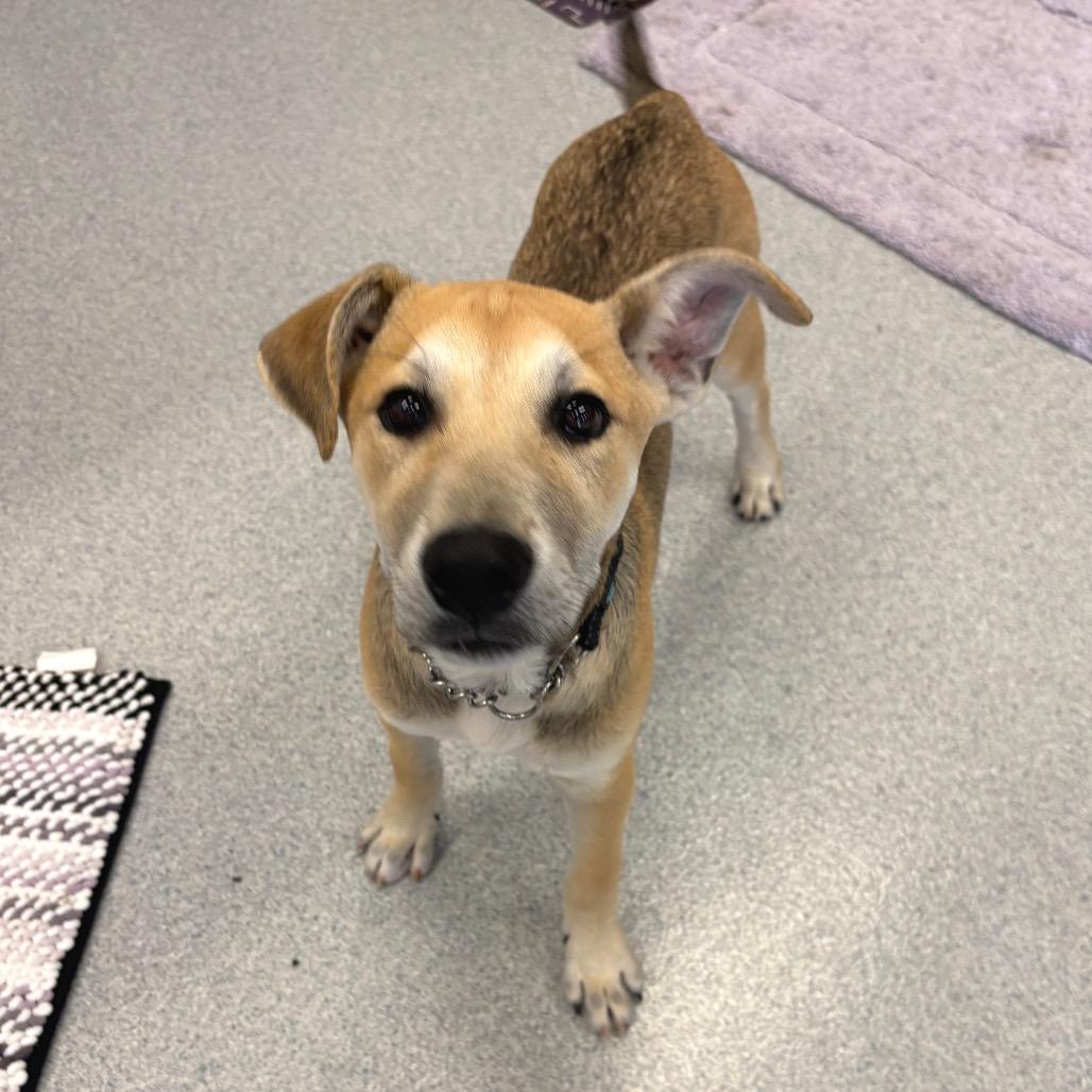 Barnes, a Adoptable Mixed Breed in Wheeling, IL image 3/5
