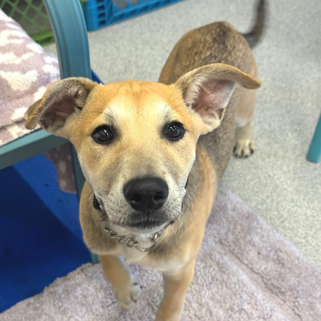 Barnes, a Adoptable Mixed Breed in Wheeling, IL image 5/5
