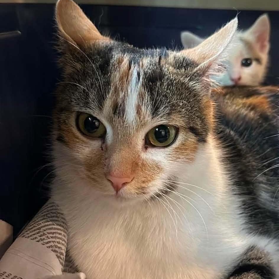 Waffles, adopted, Young Female American Shorthair.