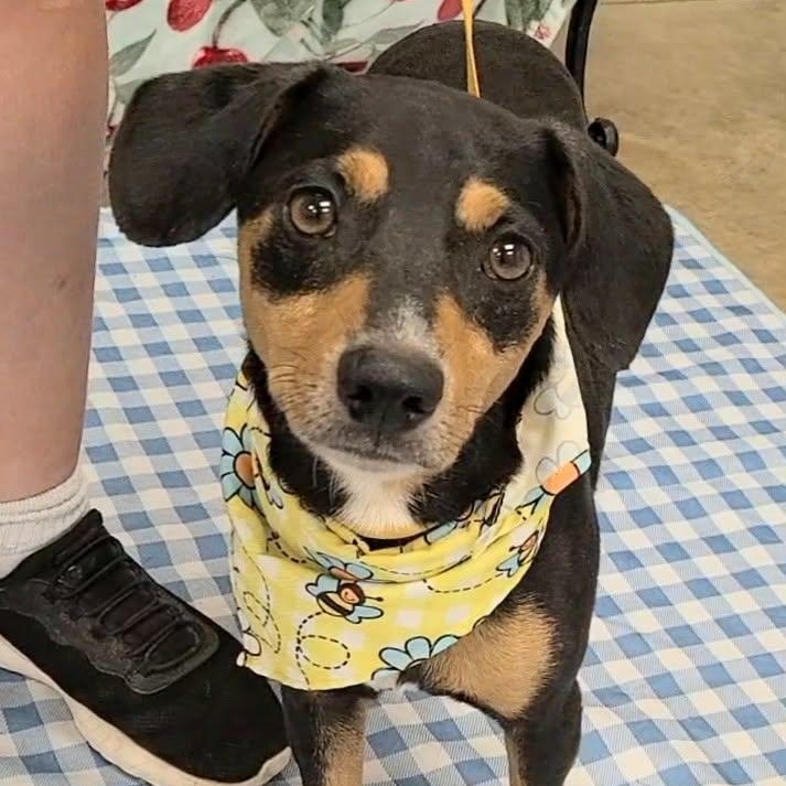 Enlarge Lasagna, a Adoptable mixed breed in Woolwich, ME image 4/4