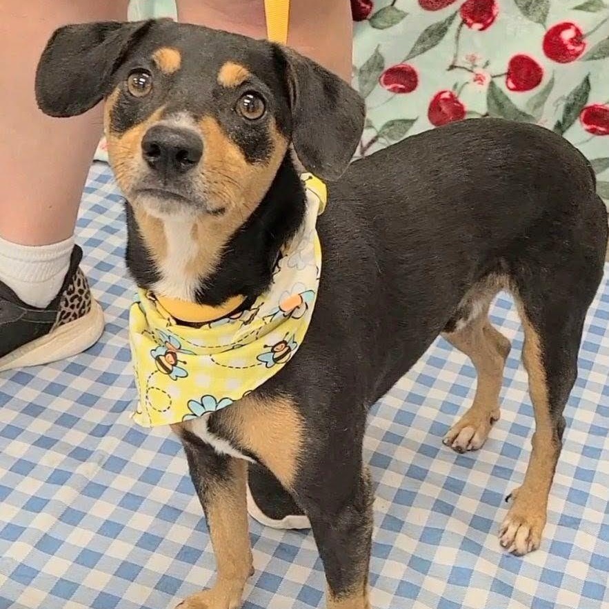 Lasagna, Adoptable, Adult Male Miniature Pinscher.