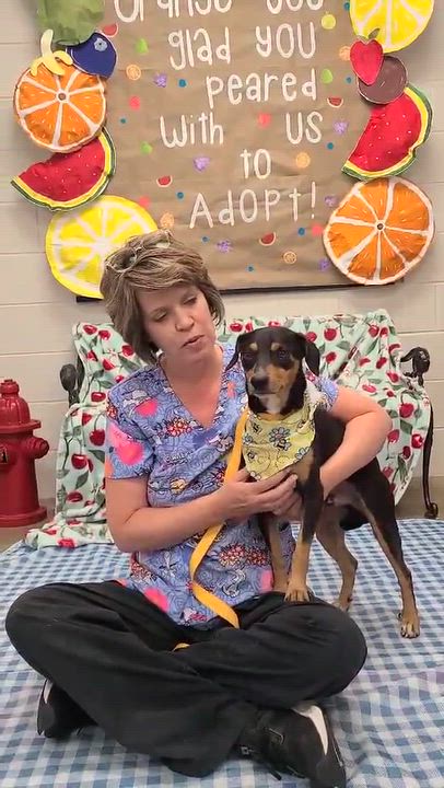 Enlarge Lasagna, a Adoptable mixed breed in Woolwich, ME video 2/4