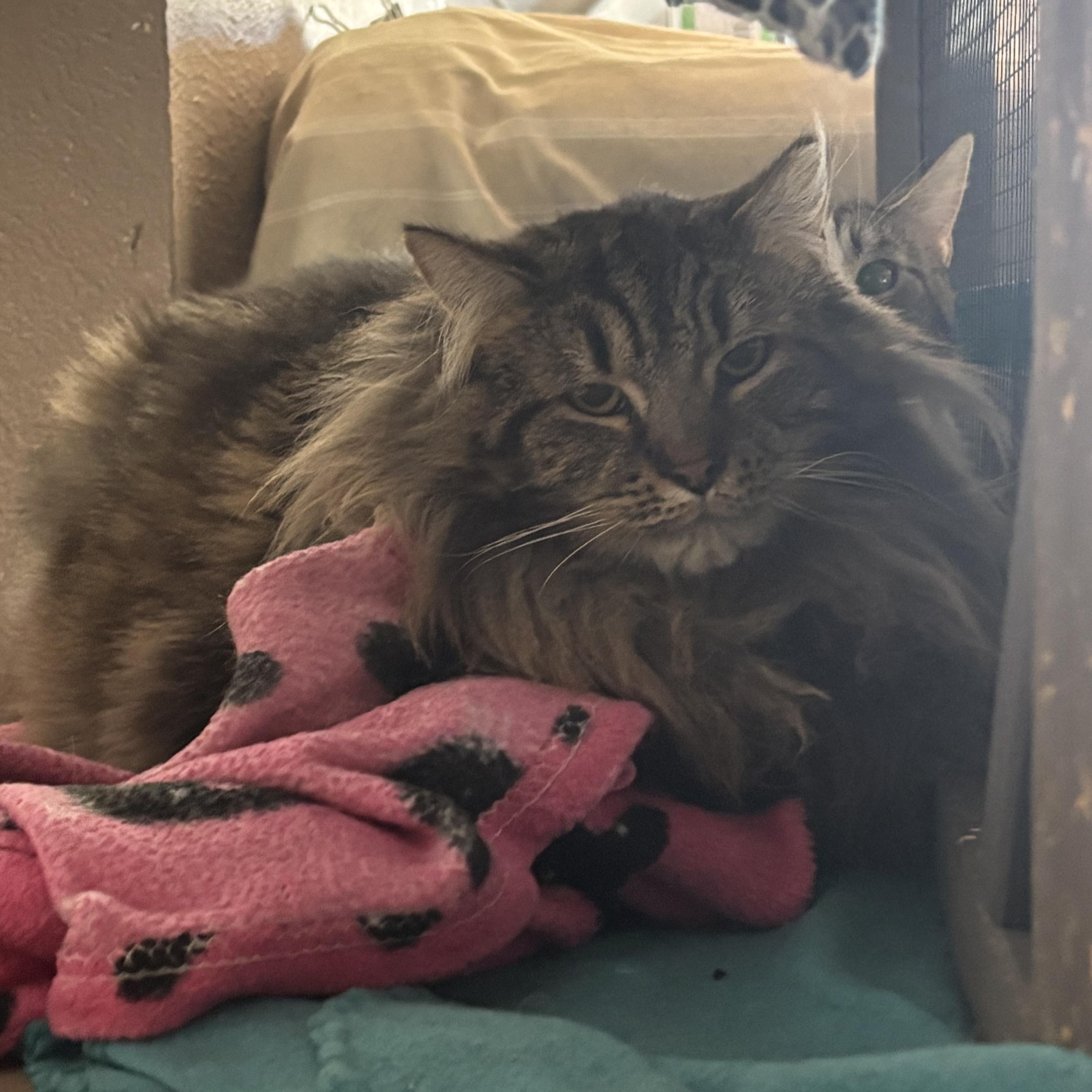 Enlarge PRINCE & ELVIS, a Adoptable Domestic Long Hair in Pittsburgh, PA image 2/6