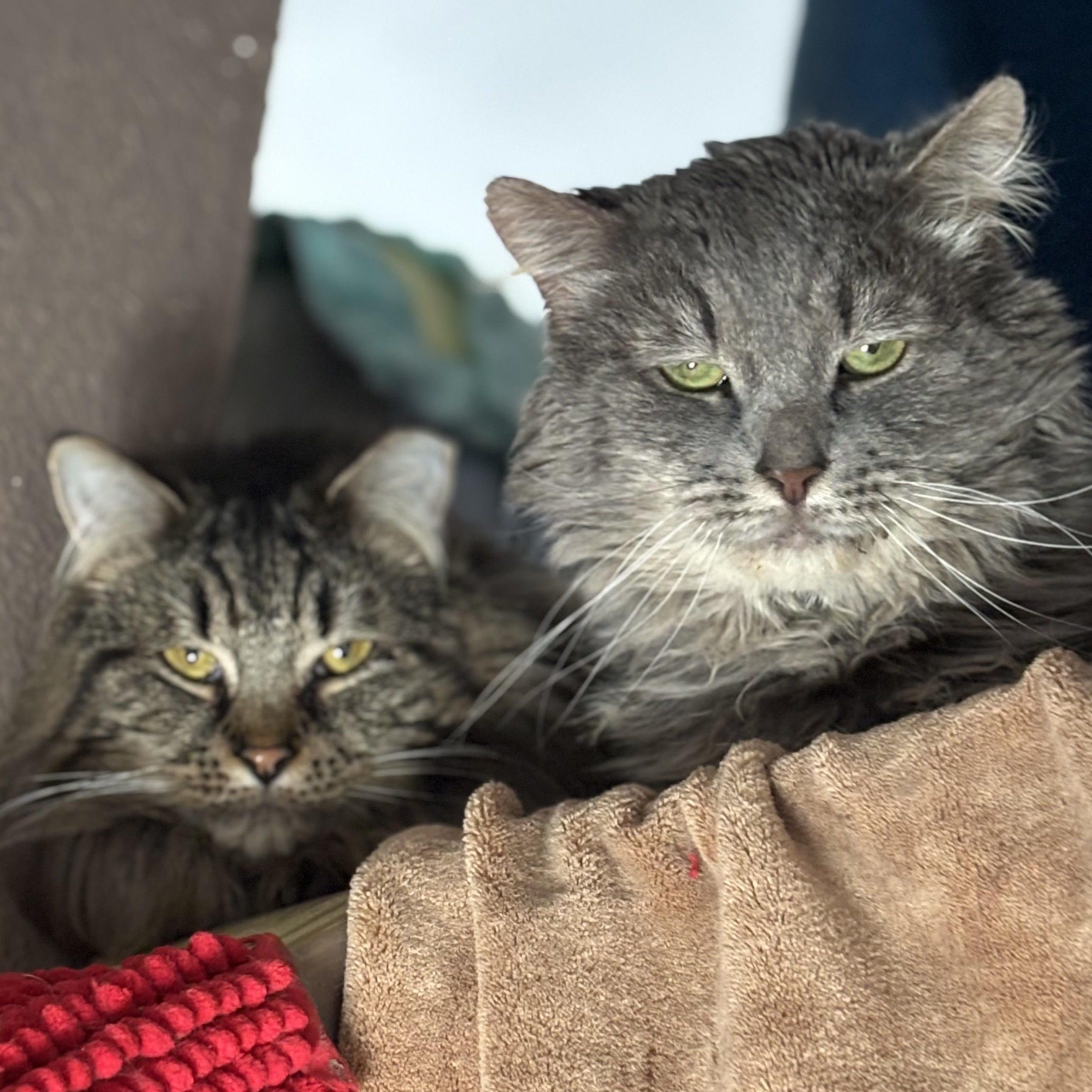 PRINCE & ELVIS, Adoptable, Adult Male Domestic Long Hair.