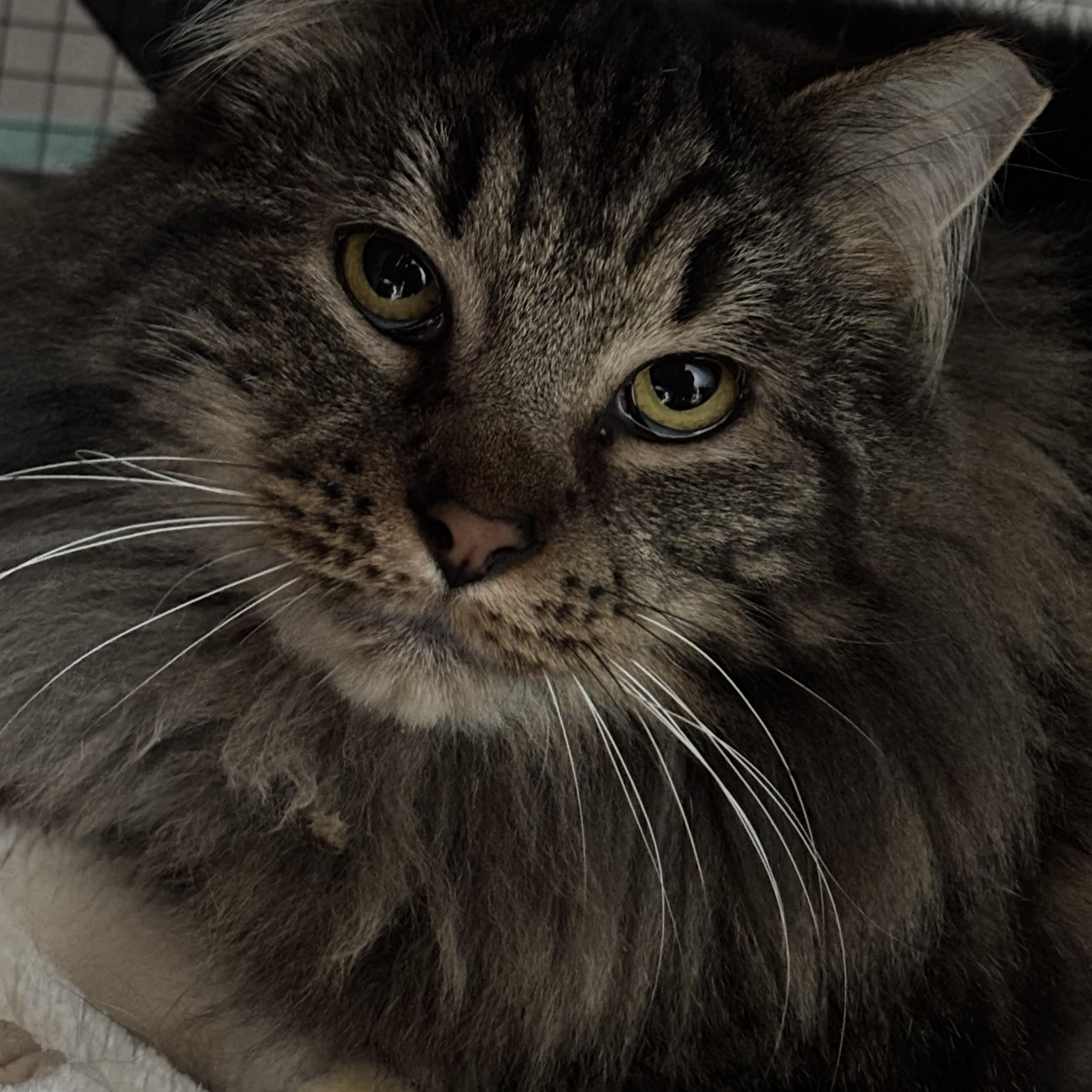 PRINCE & ELVIS, a Adoptable Domestic Long Hair in Pittsburgh, PA image 3/4