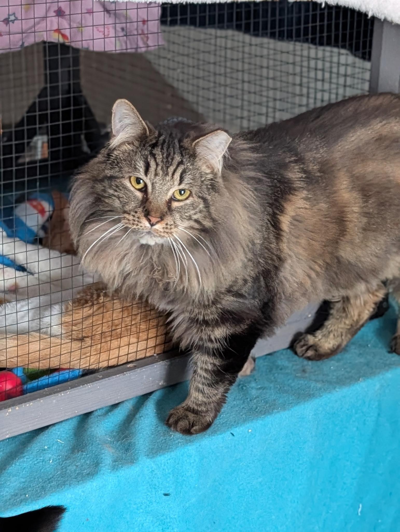 PRINCE, Adoptable, Adult Male Domestic Long Hair.