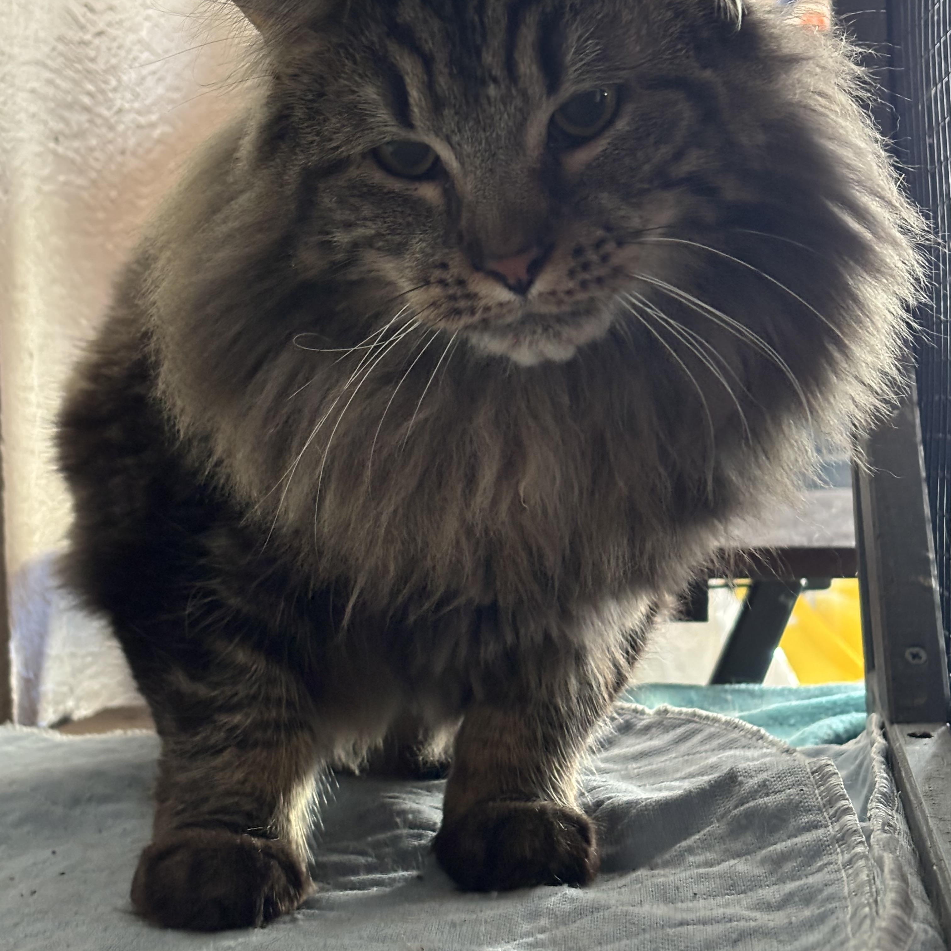 PRINCE & ELVIS, a Adoptable Domestic Long Hair in Pittsburgh, PA image 4/4