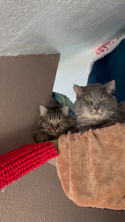 Enlarge PRINCE & ELVIS, a Adoptable Domestic Long Hair in Pittsburgh, PA video 6/6