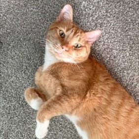 Enlarge Milo, an adopted Tabby in Chicago, IL image 2/6