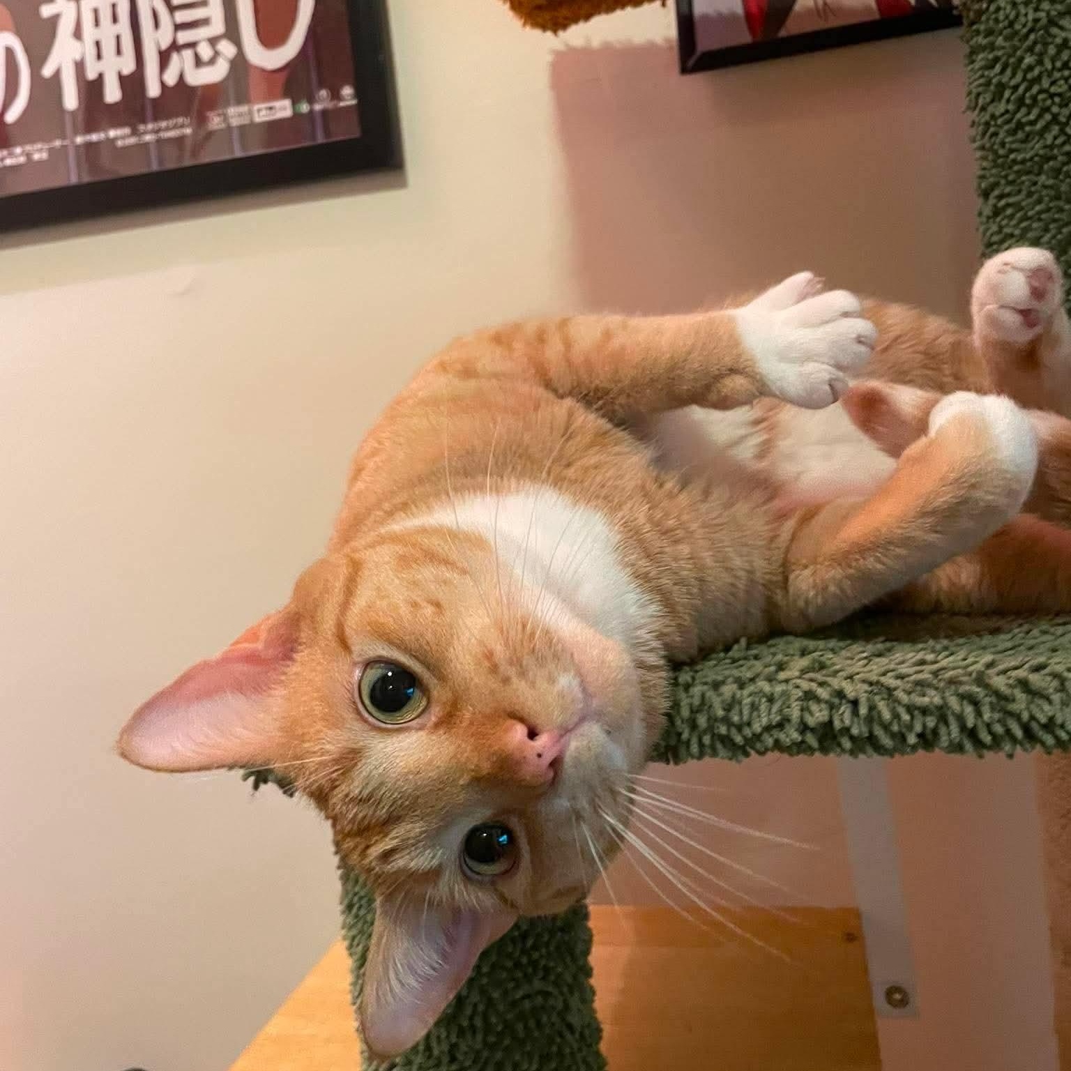 Enlarge Milo, an adopted Tabby in Chicago, IL image 5/6