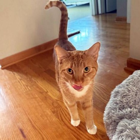 Enlarge Milo, an adopted Tabby in Chicago, IL image 4/6