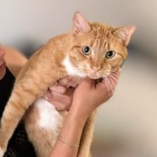 Enlarge Milo, an adopted Tabby in Chicago, IL image 3/6
