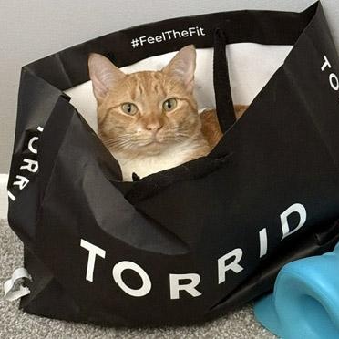 Milo, adopted, Adult Male Tabby.
