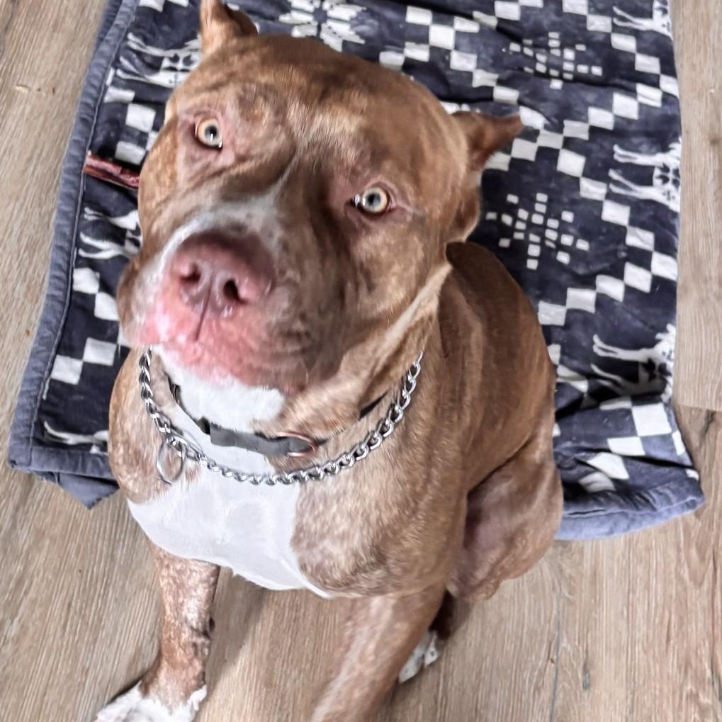 Enlarge Zeus, a Adoptable Pit Bull Terrier in Richboro, PA image 2/3