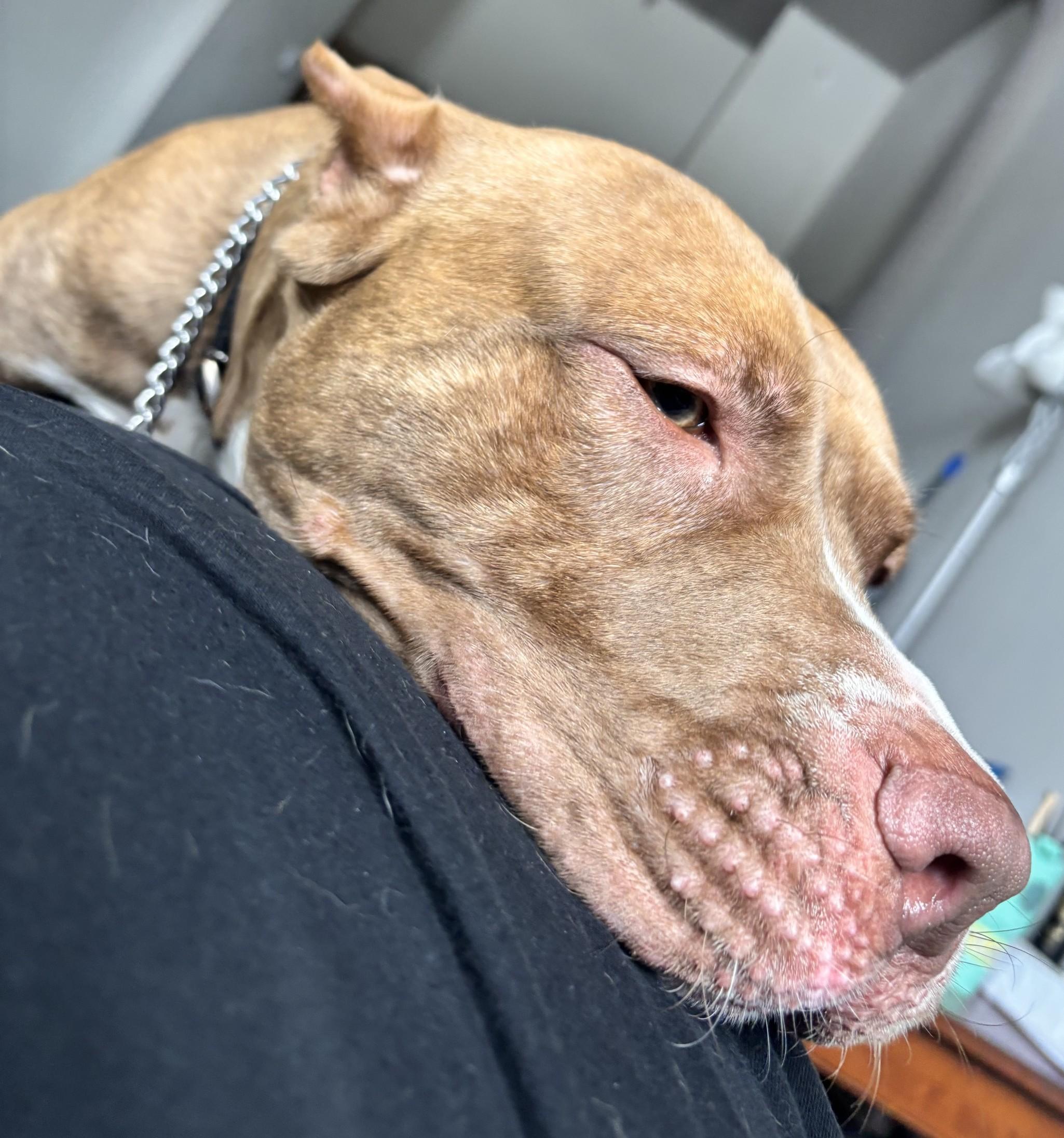 Enlarge Zeus, a Adoptable Pit Bull Terrier in Richboro, PA image 1/3