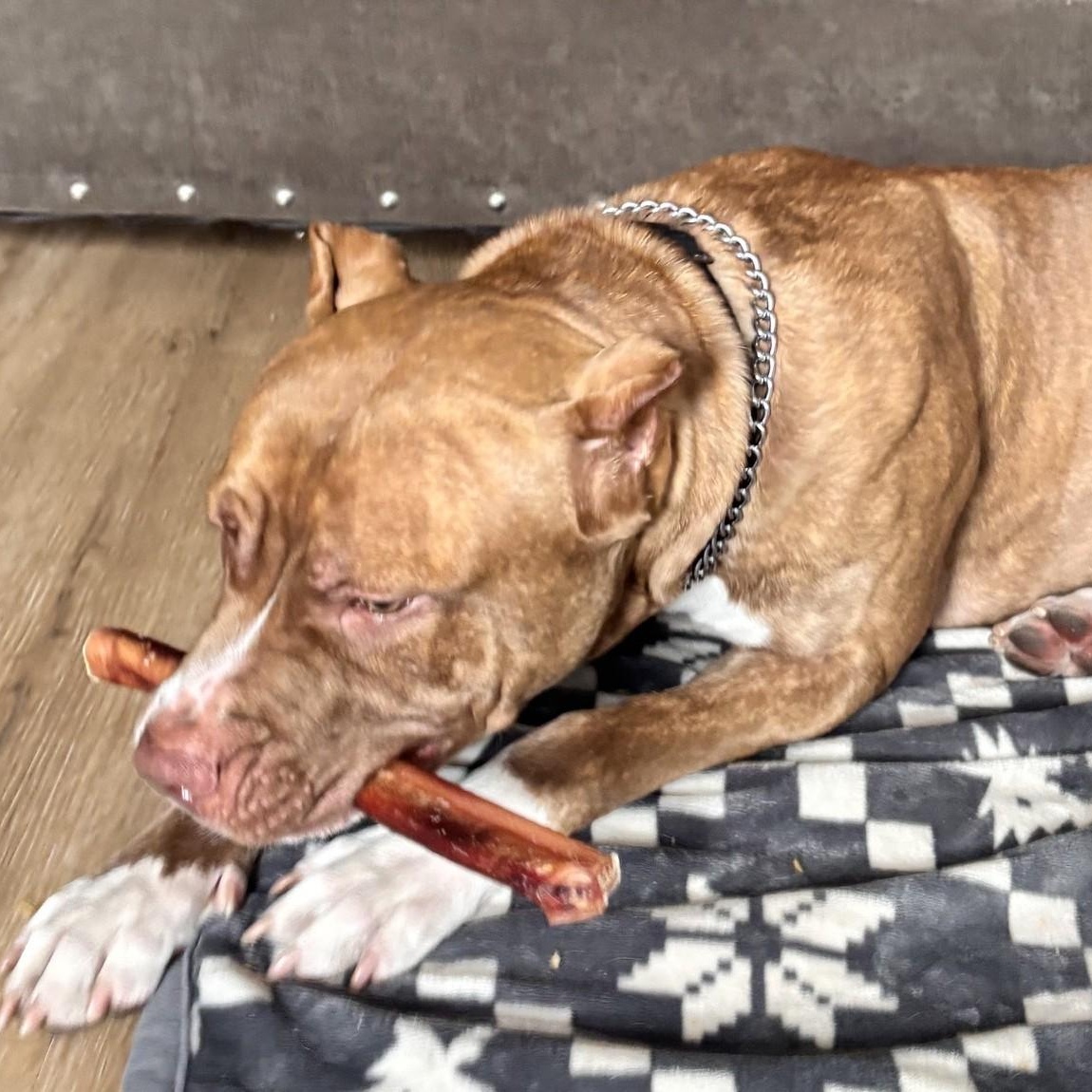 Enlarge Zeus, a Adoptable Pit Bull Terrier in Richboro, PA image 3/3