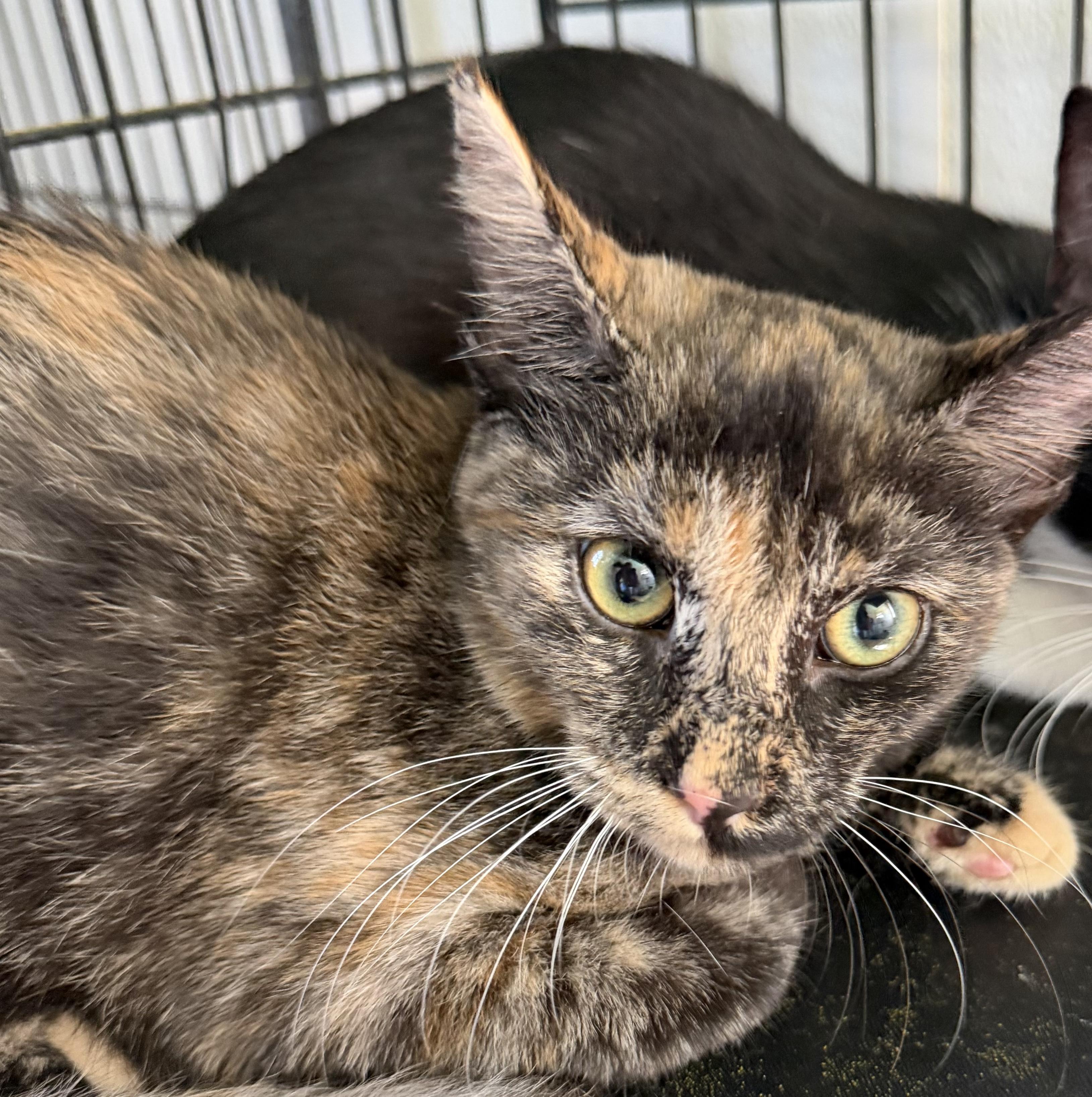 Enlarge Star, a Adoptable Domestic Short Hair in Deming, NM image 1/1