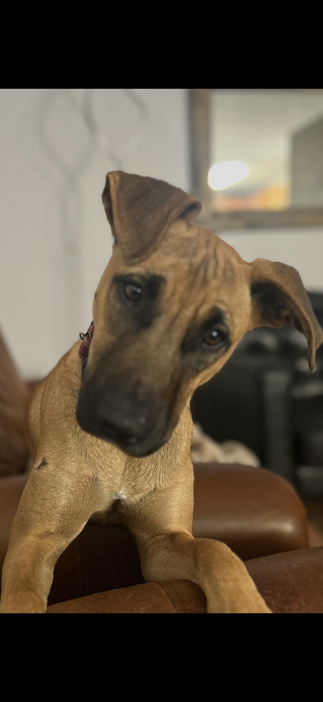 Caribbean ReyRey, Young Male Mixed Breed