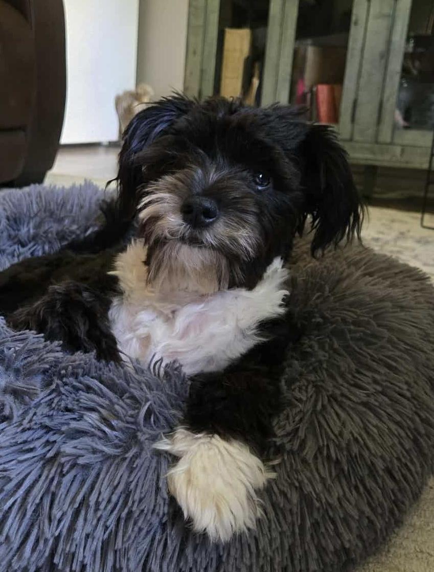 Enlarge Bodie, a Adopted mixed breed in Woodruff, SC image 1/1