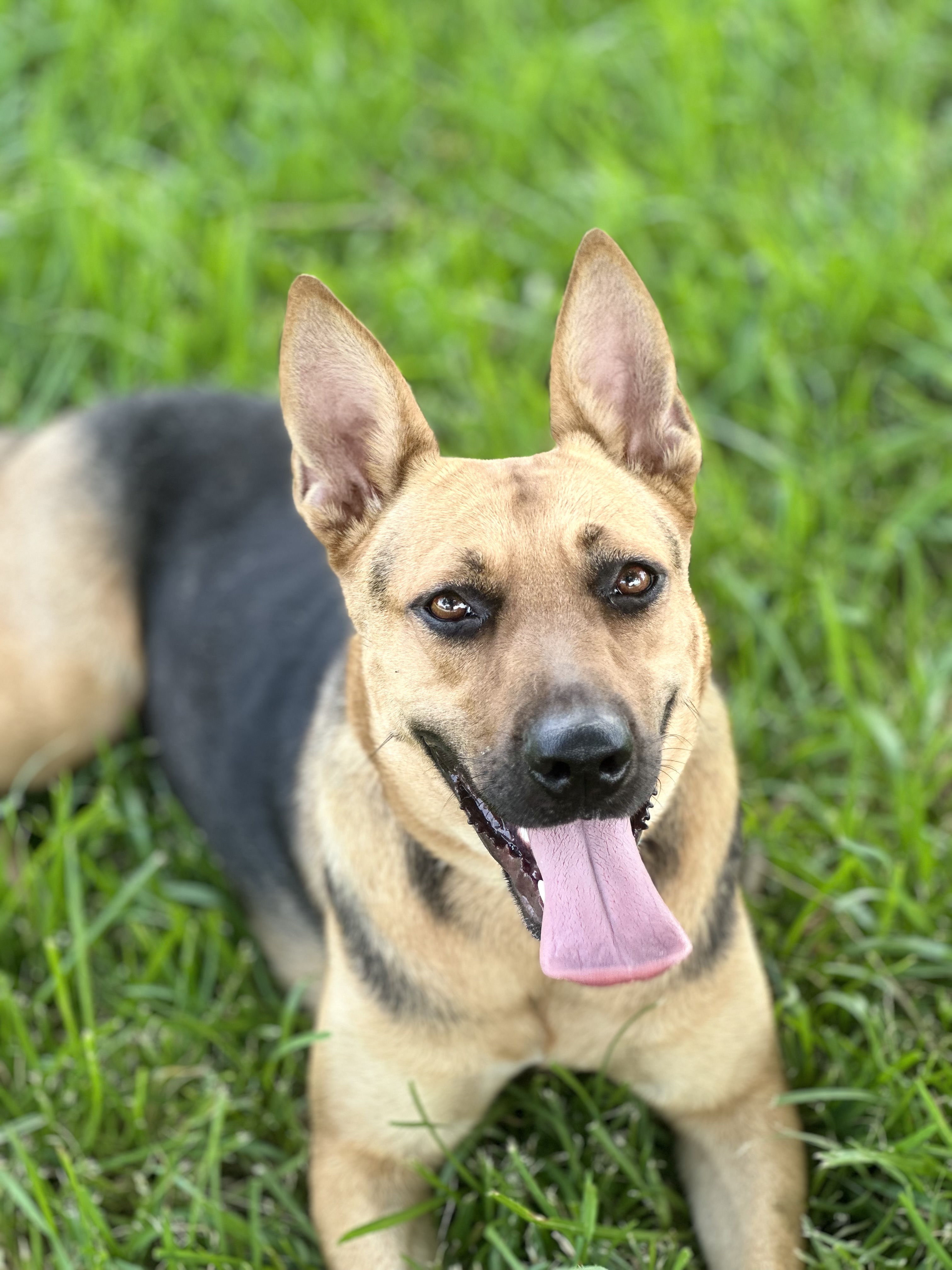 Dog for adoption - Renata, a German Shepherd Dog in Roanoke, VA | Petfinder