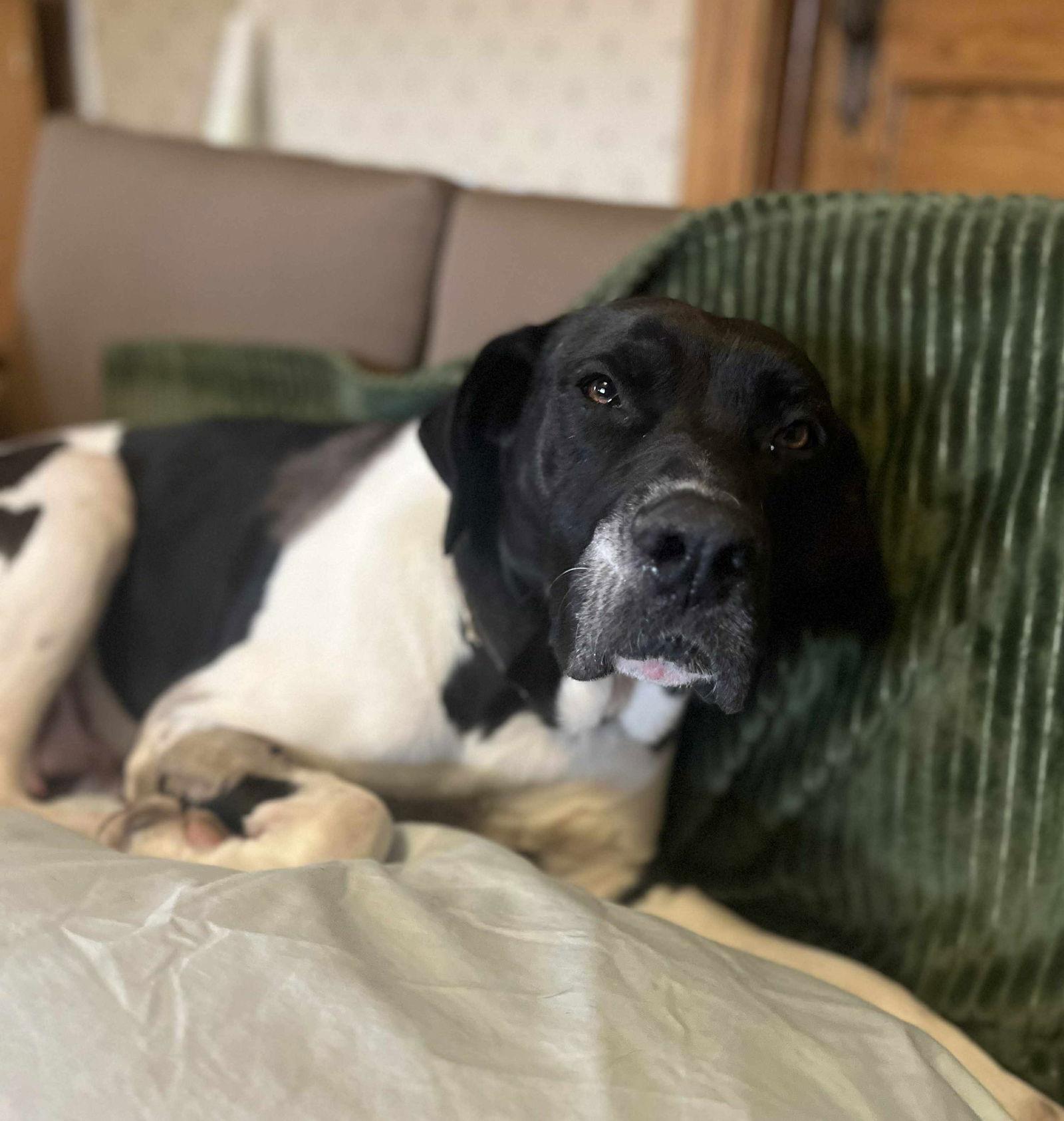 Enlarge Lilli (3yo, 64lbs), a Adoptable mixed breed in Hinton, WV image 1/3