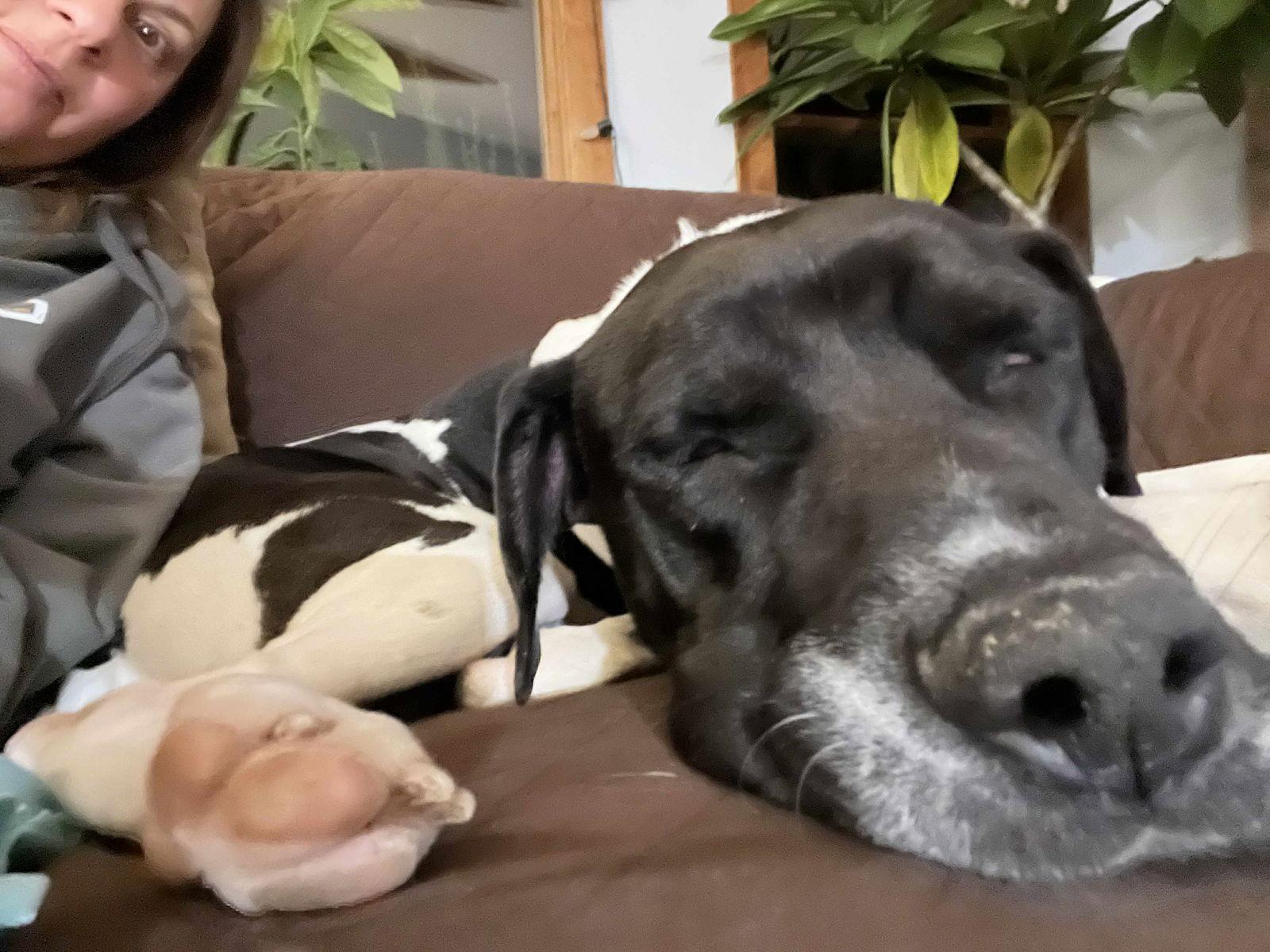 Enlarge Lilli (3yo, 64lbs), a Adoptable mixed breed in Hinton, WV image 2/3