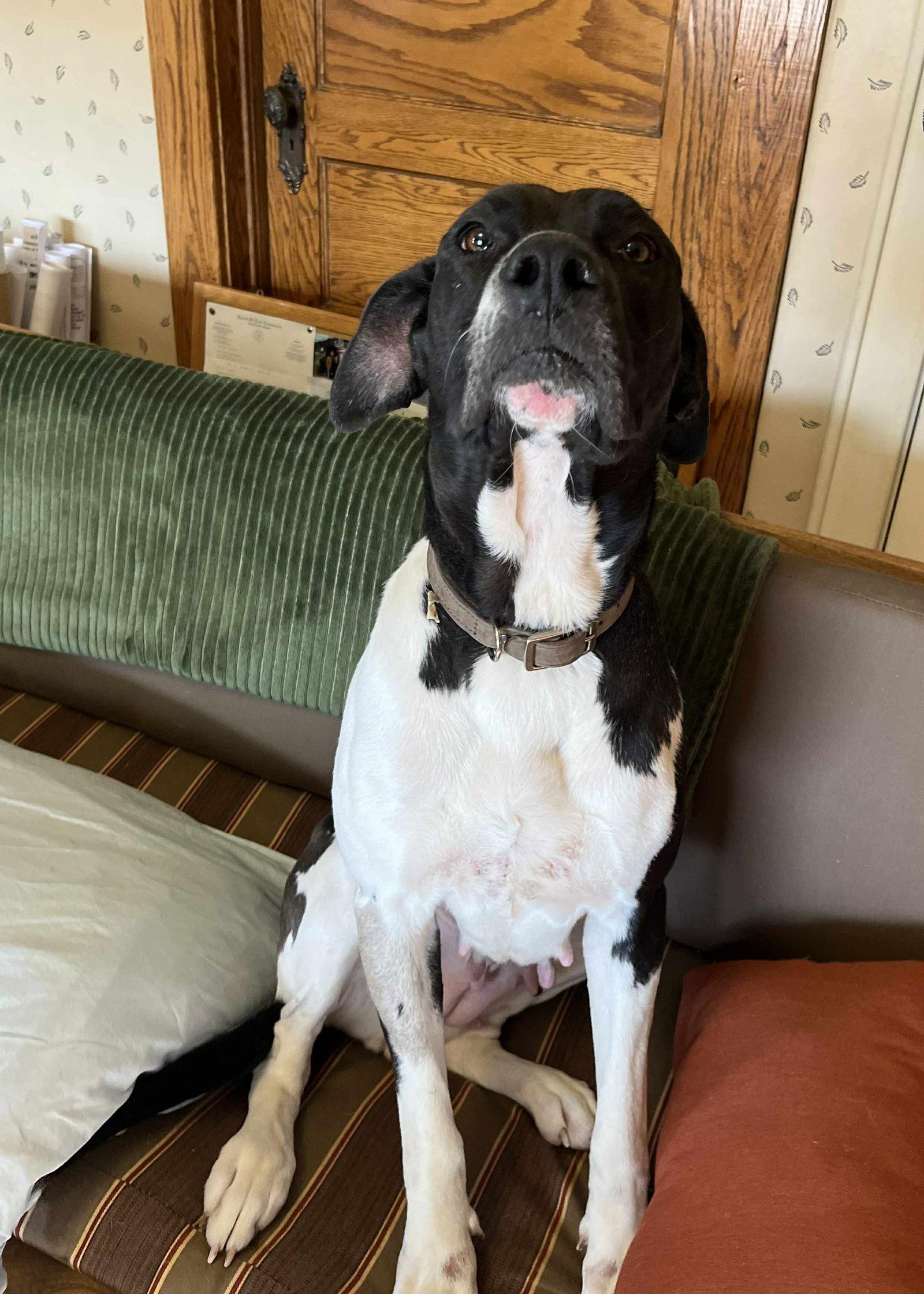 Enlarge Lilli (3yo, 64lbs), a Adoptable mixed breed in Hinton, WV image 3/3